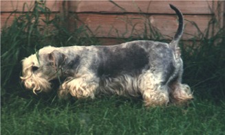 Ridley Hadka